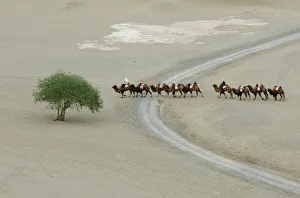 Camels walk past a tree as they travel across the Mingsha Sand Dunes on the outskirts Camels walk past a tree as they travel across the Mingsha Sand Dunes on the outskirts