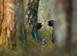 Capercaillies are seen at the mating ground in a forest near the village of Vyganashchy Capercaillies are seen at the mating ground in a forest near the village of Vyganashchy