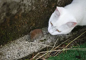 A cat plays with mouse in a courtyard in Medvode A cat plays with mouse in a courtyard in Medvode