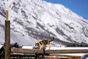 A cat is seen at Hemu village among snow mountains in Altay A cat is seen at Hemu village among snow mountains in Altay