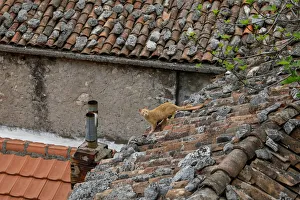 A cat is seen on a roof of a house in the village of Vranjina A cat is seen on a roof of a house in the village of Vranjina