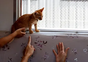 Cat sits near a window in a train cat cafe that brings awareness to stray cat culling in Cat sits near a window in a train cat cafe that brings awareness to stray cat culling in