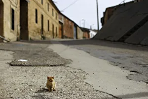 A cat stands on its own in a deserted street in Peleas de Abajo, in northwestern Spain A cat stands on its own in a deserted street in Peleas de Abajo, in northwestern Spain