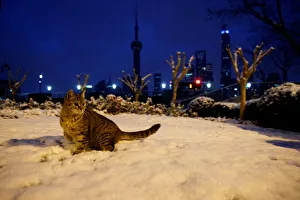 A cat stands on a snow-covered meadow at the Bund in Shanghai A cat stands on a snow-covered meadow at the Bund in Shanghai