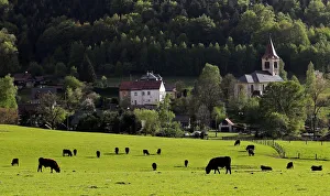 A cattle of bulls graze at a farm in the village of Jitrava near Liberec A cattle of bulls graze at a farm in the village of Jitrava near Liberec