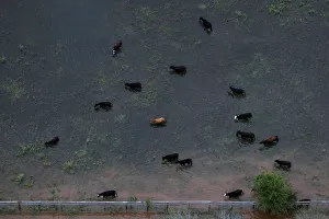 Cattle graze around flood waters caused by Tropical Storm Harvey near Sandy Point Cattle graze around flood waters caused by Tropical Storm Harvey near Sandy Point
