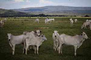 Cattle graze near Chapada dos Veadeiros National Park in Alto Paraiso Cattle graze near Chapada dos Veadeiros National Park in Alto Paraiso