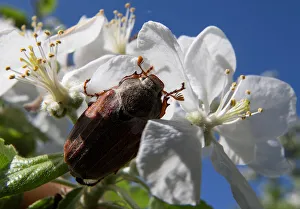 A chafer is seen on apple flowers in the village of Obchyn A chafer is seen on apple flowers in the village of Obchyn