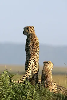 A cheetah and her cubs observe the plains in Masai Mara game reserve A cheetah and her cubs observe the plains in Masai Mara game reserve
