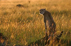 A cheetah observes the plains in Masai Mara game reserve A cheetah observes the plains in Masai Mara game reserve