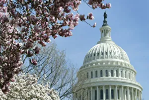 CHERRY BLOSSOMS BLOOM AT THE CAPITOL BUILDING IN WASHINGTON CHERRY BLOSSOMS BLOOM AT THE CAPITOL BUILDING IN WASHINGTON