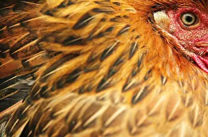 Chicken is seen in cage at market in Shanghai Chicken is seen in cage at market in Shanghai