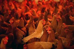 Chickens are seen at a poultry market in Hangzhou Chickens are seen at a poultry market in Hangzhou