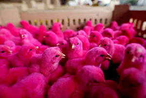 Chicks dyed to draw attention are offered for sale at a small poultry market in Jakarta Chicks dyed to draw attention are offered for sale at a small poultry market in Jakarta