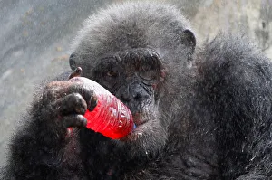 A chimpanzee drinks a sweet refreshment as it is sprayed with water on a hot day at Dusit A chimpanzee drinks a sweet refreshment as it is sprayed with water on a hot day at Dusit