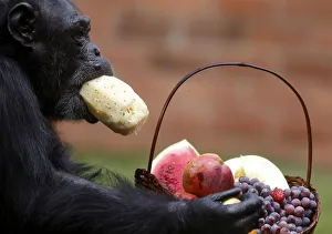 A chimpanzee eats a pineapple after receiving a Christmas basket at Rio de Janeiros zoo A chimpanzee eats a pineapple after receiving a Christmas basket at Rio de Janeiros zoo