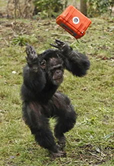 A chimpanzee throws a video camera in a protective case in the Budongo Trail enclosure at A chimpanzee throws a video camera in a protective case in the Budongo Trail enclosure at