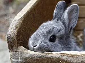 Chinchilla rabbit looks out of box in rabbit farm in Moosburg Chinchilla rabbit looks out of box in rabbit farm in Moosburg