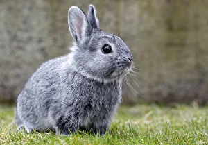 Chinchilla rabbit nibbles grass at rabbit farm in Moosburg Chinchilla rabbit nibbles grass at rabbit farm in Moosburg