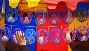 A CHINESE WOMAN BUYS A HAMSTER AT A NEW YEAR FAIR IN BEIJING A CHINESE WOMAN BUYS A HAMSTER AT A NEW YEAR FAIR IN BEIJING
