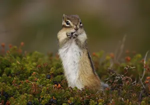 A chipmunk is seen eating on a dwarf stone pine at Mount Asahi in Higashikawa town A chipmunk is seen eating on a dwarf stone pine at Mount Asahi in Higashikawa town