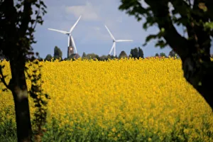 Church and windmills of the village of Saint-Hilaire-Lez-Cambrai are seen behind a Church and windmills of the village of Saint-Hilaire-Lez-Cambrai are seen behind a