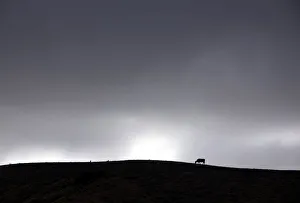 Clouds gather above a cow as it grazes in a drought-effected paddock on the outskirts of Clouds gather above a cow as it grazes in a drought-effected paddock on the outskirts of