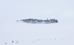 A clump of trees is covered in snow besides the M74 in Lanarkshire A clump of trees is covered in snow besides the M74 in Lanarkshire