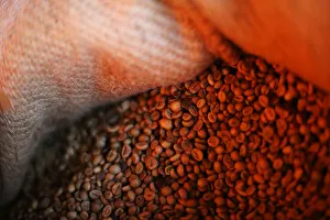 Coffee beans are pictured inside a sack at a plantation in Tepezonapa Coffee beans are pictured inside a sack at a plantation in Tepezonapa