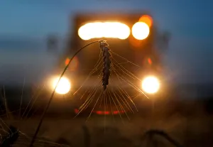 A combine harvests wheat in a field in the settlement of Novokavkazsky A combine harvests wheat in a field in the settlement of Novokavkazsky