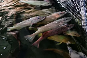 Coral trout are seen inside Apollo Aquaculture Groups three-tiered vertical fish farm in Coral trout are seen inside Apollo Aquaculture Groups three-tiered vertical fish farm in