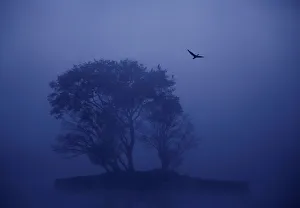 A cormorant takes flight from a tree during a foggy winter morning at Taudaha wetlands in A cormorant takes flight from a tree during a foggy winter morning at Taudaha wetlands in
