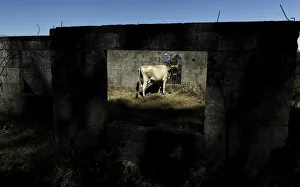 A cow is seen in an abandoned house in the village of Rancho Redondo near of San Jose A cow is seen in an abandoned house in the village of Rancho Redondo near of San Jose