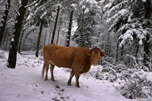 A cow stands in a snow covered pine forest in the Basque mountain port of Opakoa A cow stands in a snow covered pine forest in the Basque mountain port of Opakoa