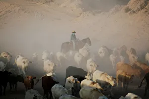 A Cowboy pushes a herd of cattle in the municipality of Guadalupe A Cowboy pushes a herd of cattle in the municipality of Guadalupe