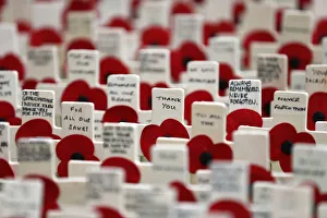 Crosses decorated with poppies and hand-written messages are seen planted in the lawn Crosses decorated with poppies and hand-written messages are seen planted in the lawn
