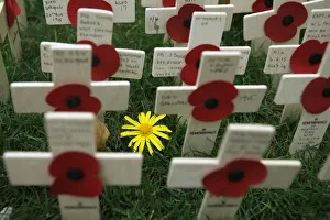 Crosses and poppies are seen in the Field of Remembrance in Westminster Abbey in London Crosses and poppies are seen in the Field of Remembrance in Westminster Abbey in London