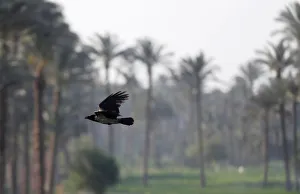 A crow flies over date palm trees at fields on the outskirts of Cairo A crow flies over date palm trees at fields on the outskirts of Cairo