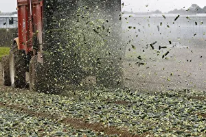 Cucumbers are spread on a field as fertilizer by French farmers who are unable to sell Cucumbers are spread on a field as fertilizer by French farmers who are unable to sell