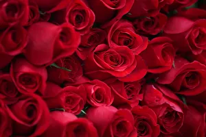 Cut roses to be exported abroad are seen in a crop, in El Rosal Cut roses to be exported abroad are seen in a crop, in El Rosal