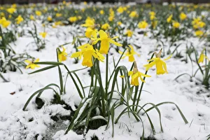 Daffodils wilt in the snow in Greenwich Park, London Daffodils wilt in the snow in Greenwich Park, London