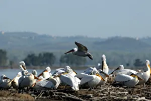 Dalmatian Pelicans (Pelecanus crispus) are pictured in the Divjake-Karavasta lagoon Dalmatian Pelicans (Pelecanus crispus) are pictured in the Divjake-Karavasta lagoon