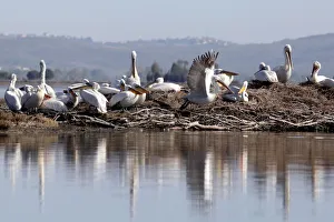 Dalmatian Pelicans are pictured in the Divjake-Karavasta lagoon National Park in Divjaka Dalmatian Pelicans are pictured in the Divjake-Karavasta lagoon National Park in Divjaka