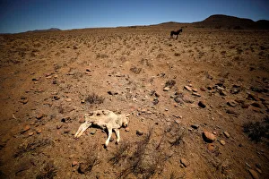 Dead lamb lies in the veld on a farm near drought-stricken Graaff-Reinet Dead lamb lies in the veld on a farm near drought-stricken Graaff-Reinet