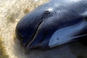 A dead pilot whale lies on a sandbank after one of the countrys largest recorded mass A dead pilot whale lies on a sandbank after one of the countrys largest recorded mass
