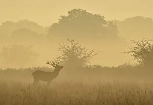 A deer barks in the early morning mist in Richmond Park in south west London A deer barks in the early morning mist in Richmond Park in south west London