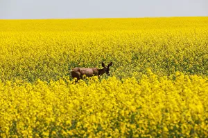 A deer feeds in a western Canadian canola field that is in full bloom before it will be A deer feeds in a western Canadian canola field that is in full bloom before it will be