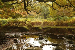 A deer grazes by a river in Bradgate Park in Newtown Linford A deer grazes by a river in Bradgate Park in Newtown Linford