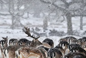 Deer huddle as snow falls in Richmond Park in London Deer huddle as snow falls in Richmond Park in London