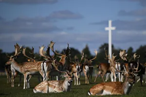 Deer rest in front of the Papal cross during sunny weather at the Phoenix Park in Dublin Deer rest in front of the Papal cross during sunny weather at the Phoenix Park in Dublin